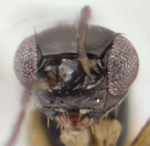 Réf. 298 531 : Ooctonus sp.